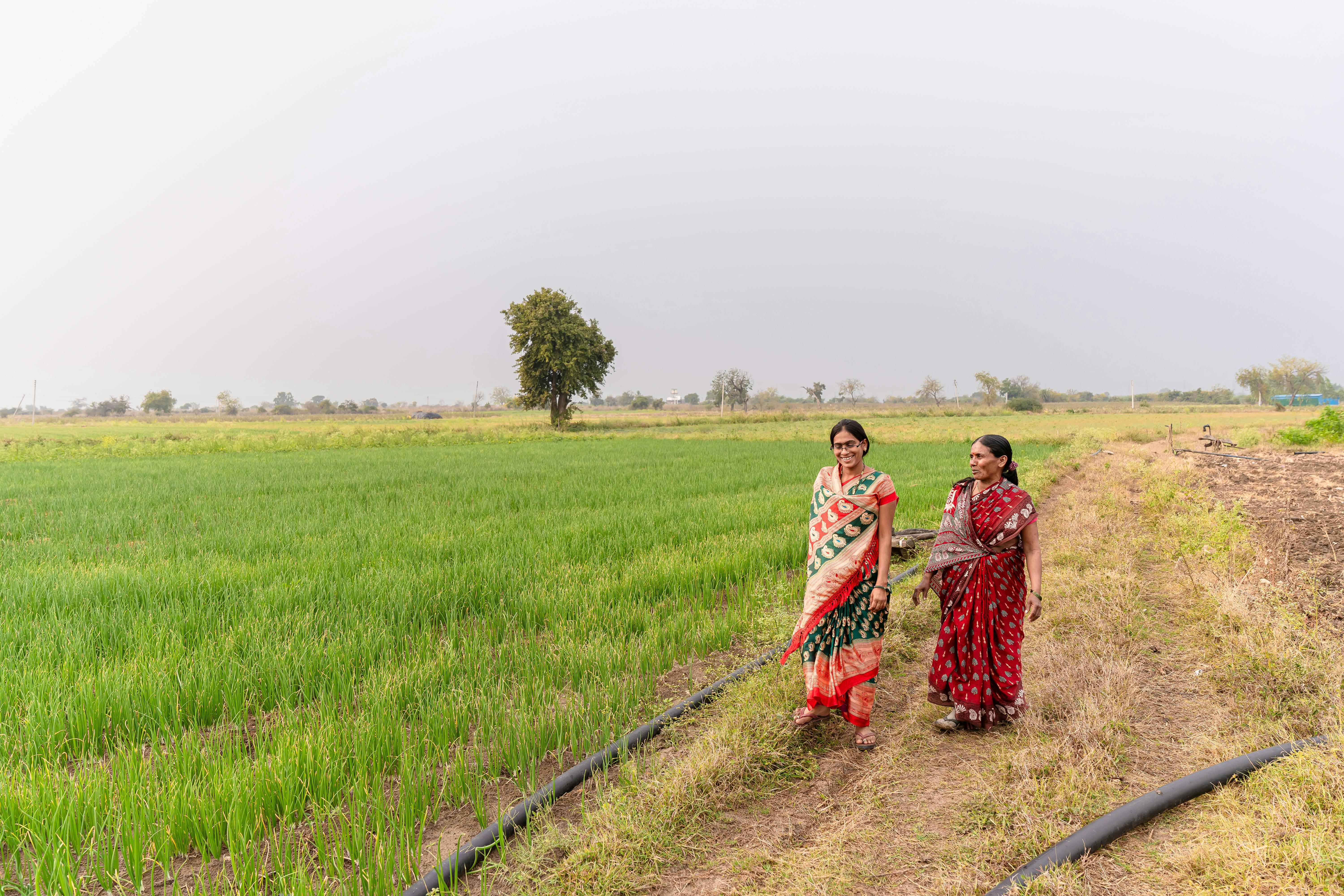 Irrigation pipes laid in a farm field